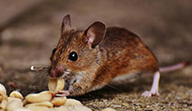 Find Exterminators in Rooks County
